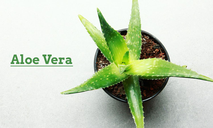 Aloe Vera 