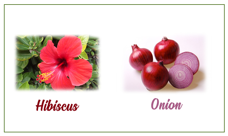 Onion and hibiscus