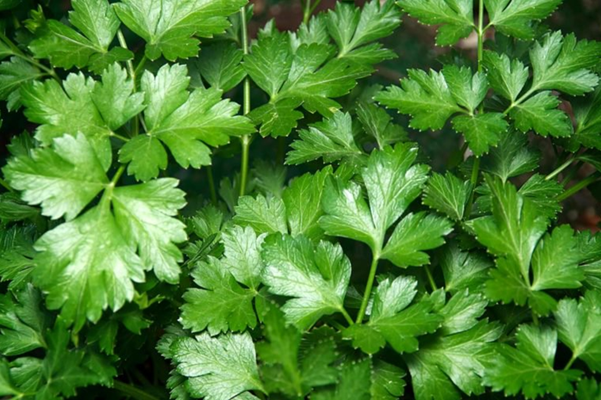 Parsley