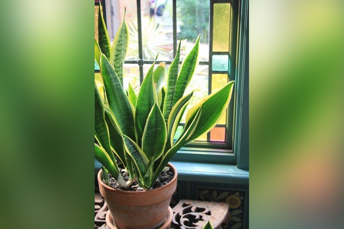 Snake Plant