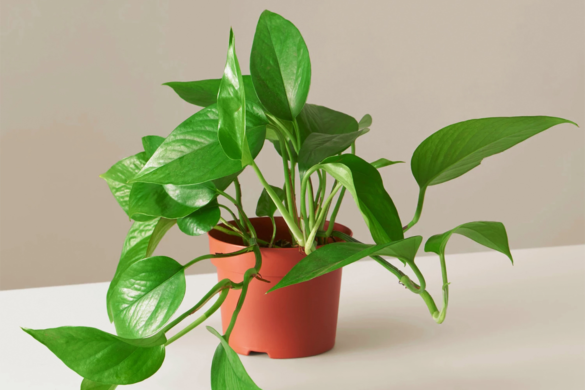 Pothos Jade