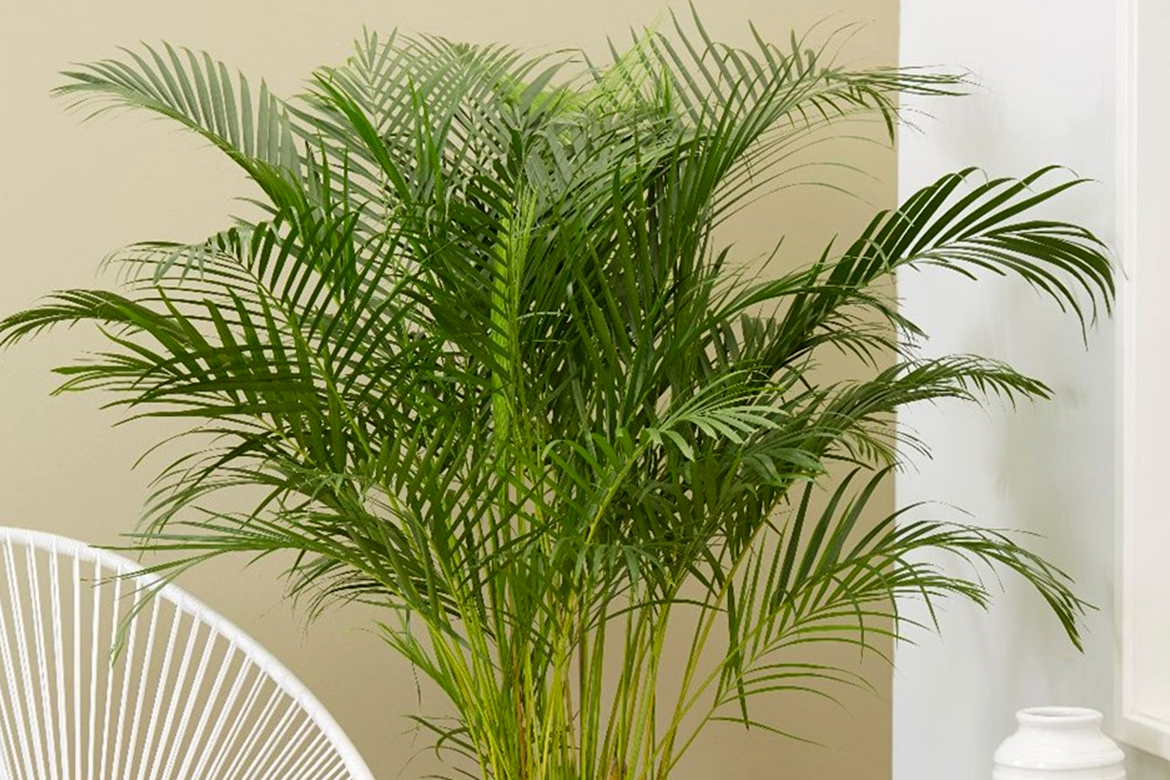 Areca Palm