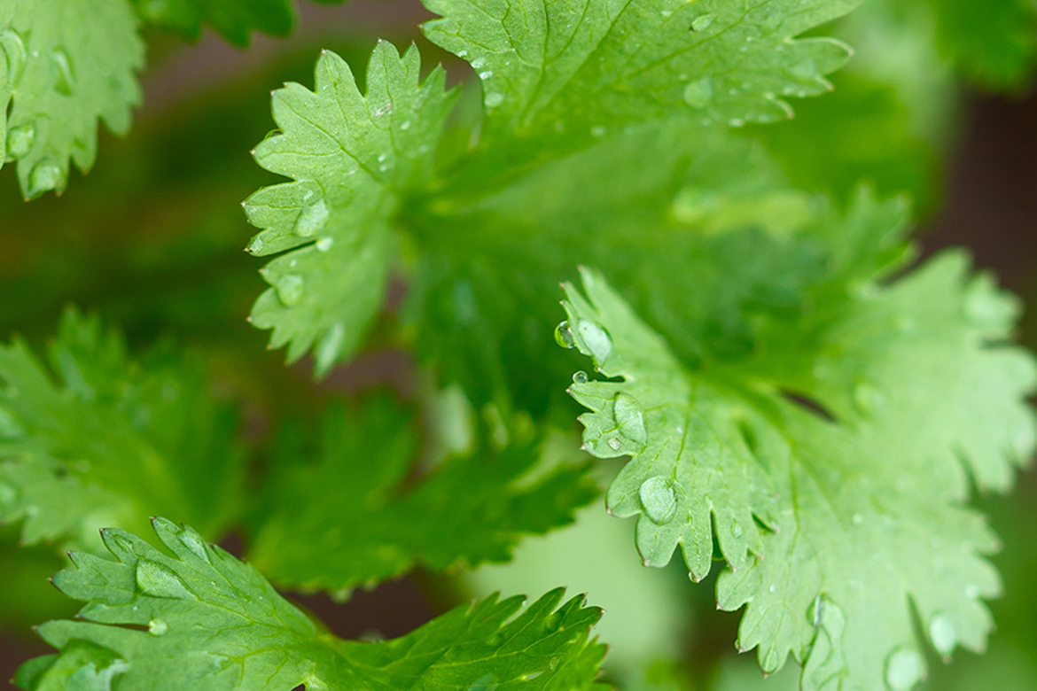 Cilantro