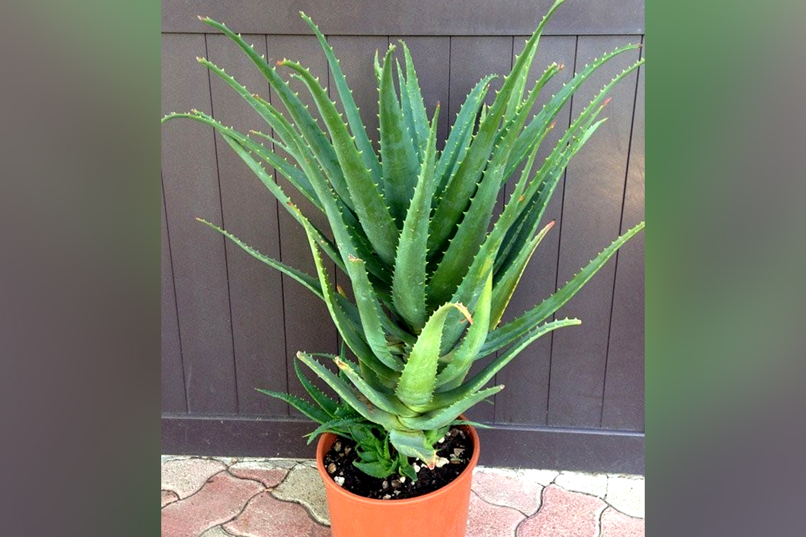 Aloe Vera