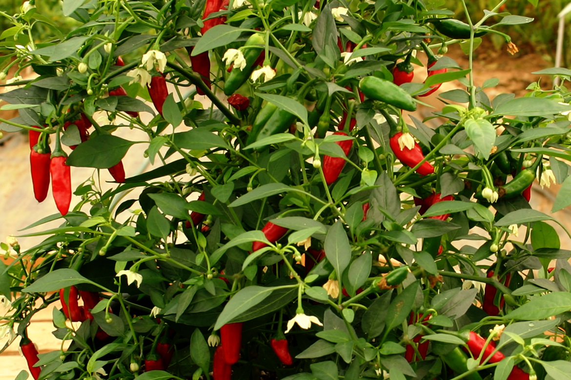 Chillies