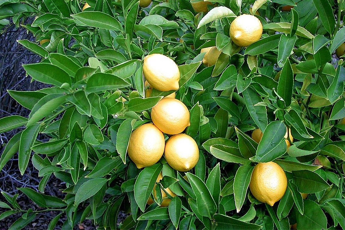 Lemons