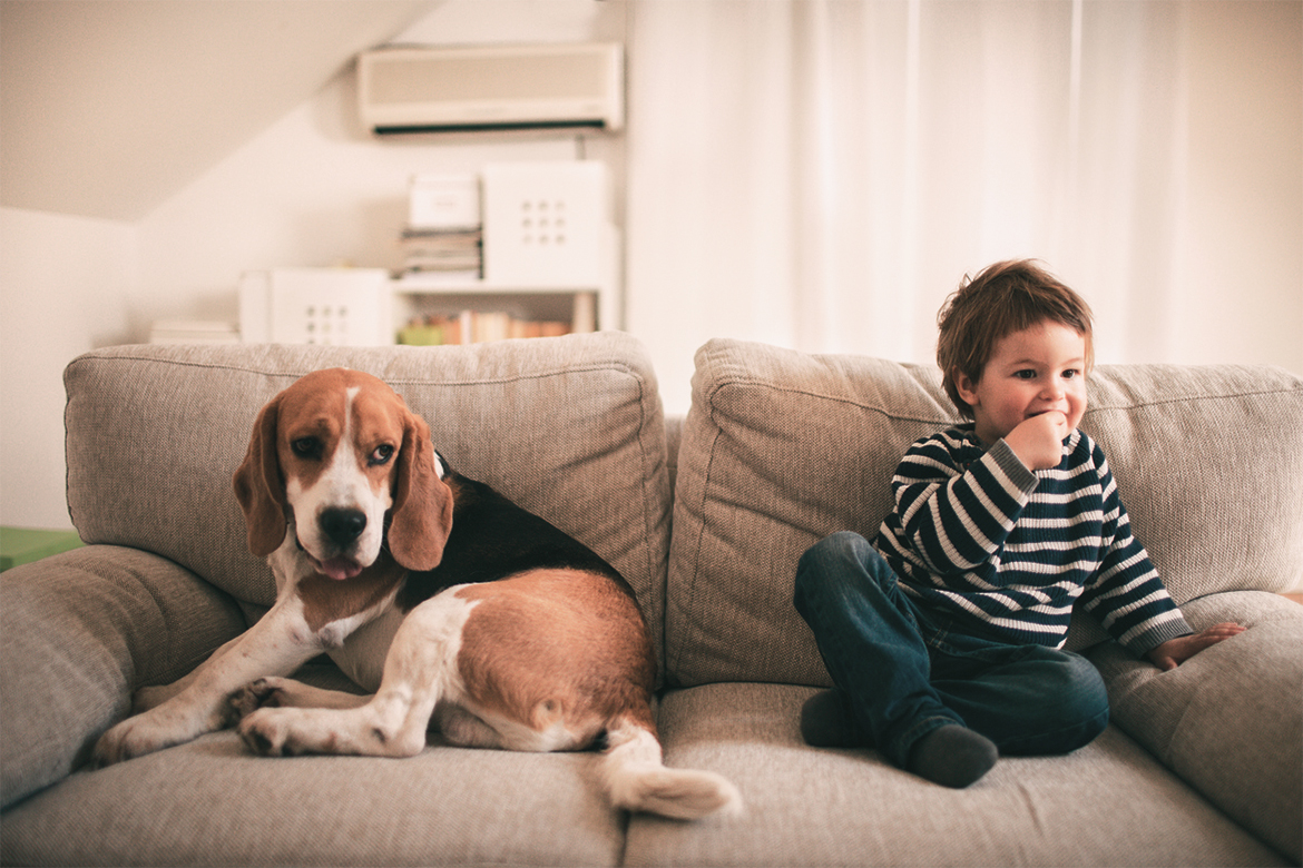 Beagle Dog And Kid