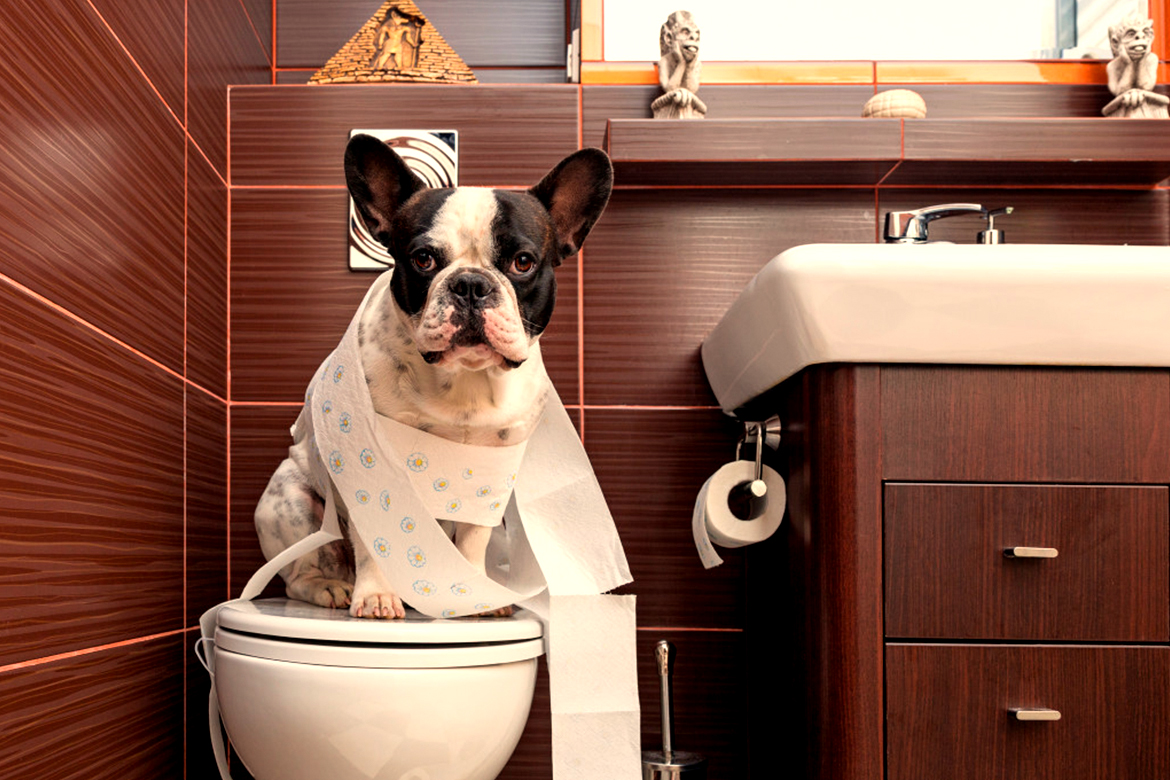 Potty Training Dogs 