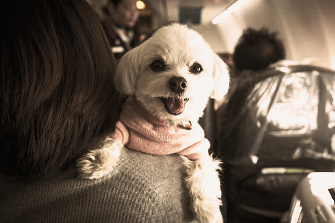 Pet In The Flight