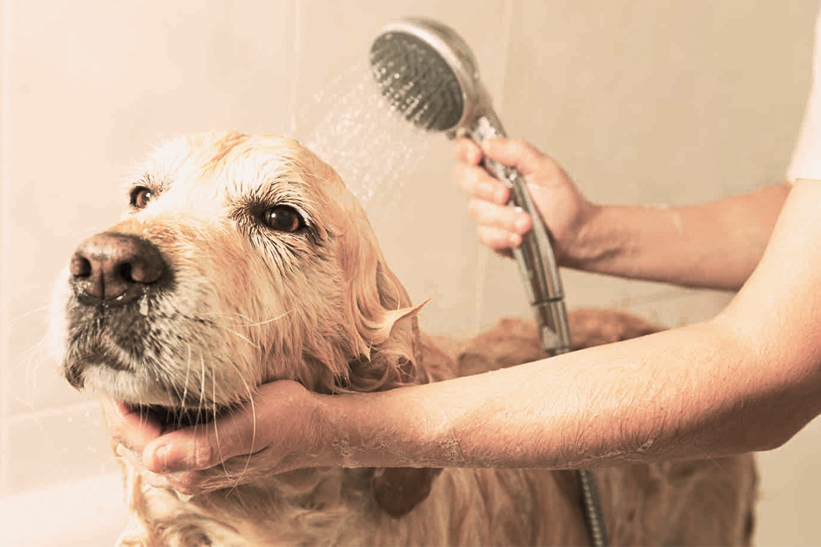 Bathe Your Dog