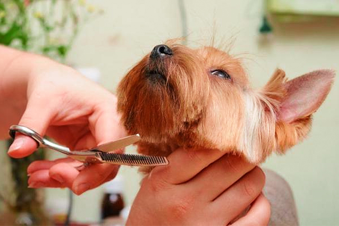 Cut Your Dog Hair