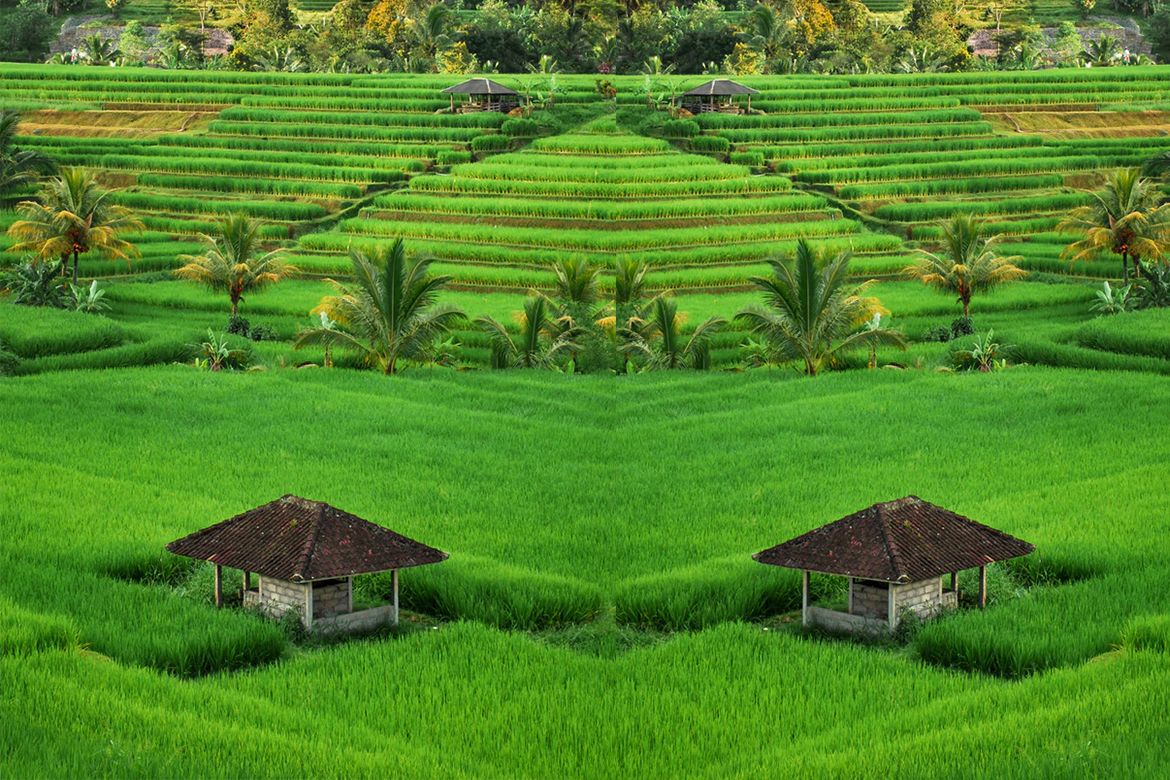 Green Color Of Nature