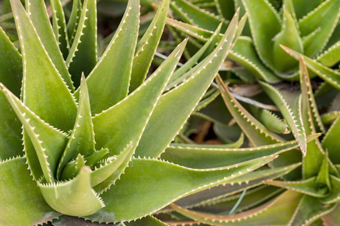 aloe-vera