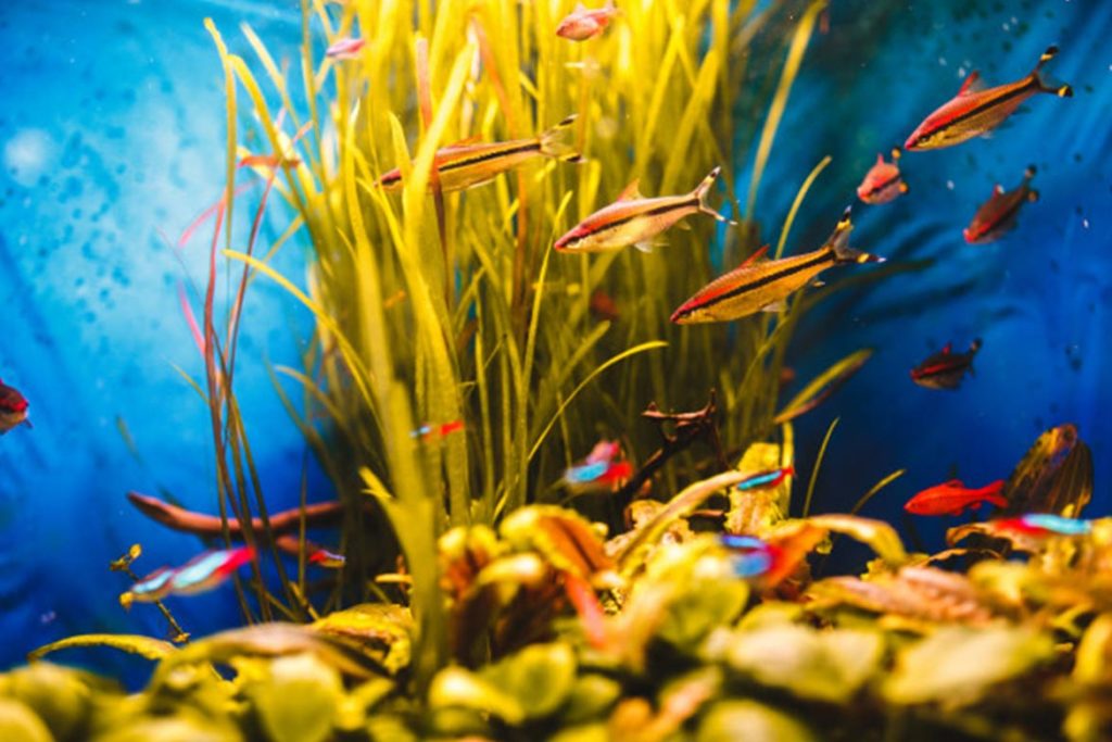 Keep a fish aquarium 