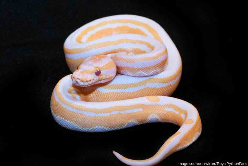 Lavender-albino-ball-python