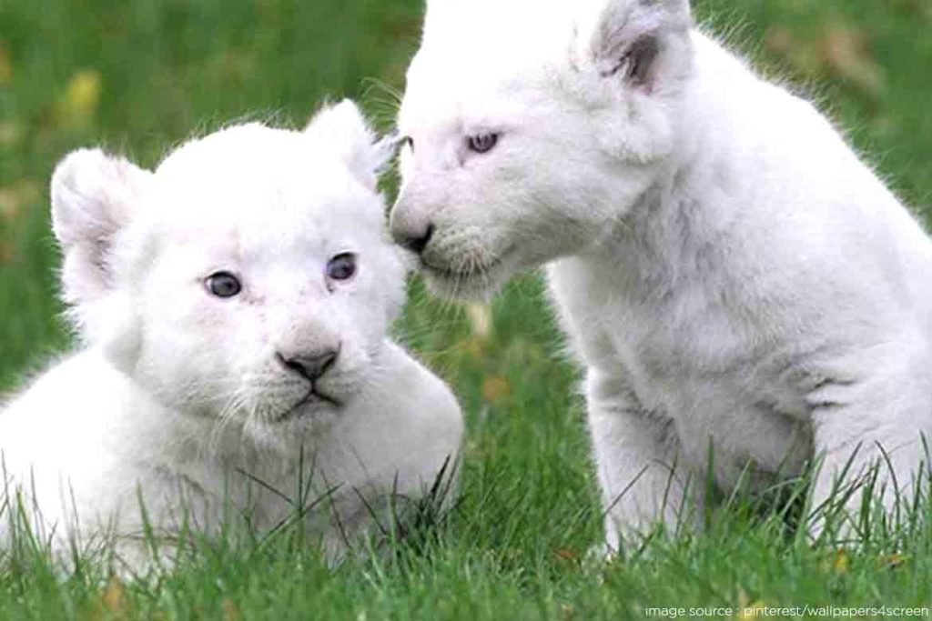 
White lion cub