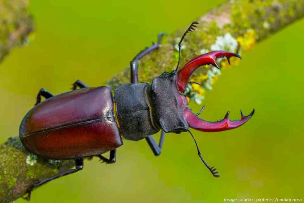 
Stag beetle