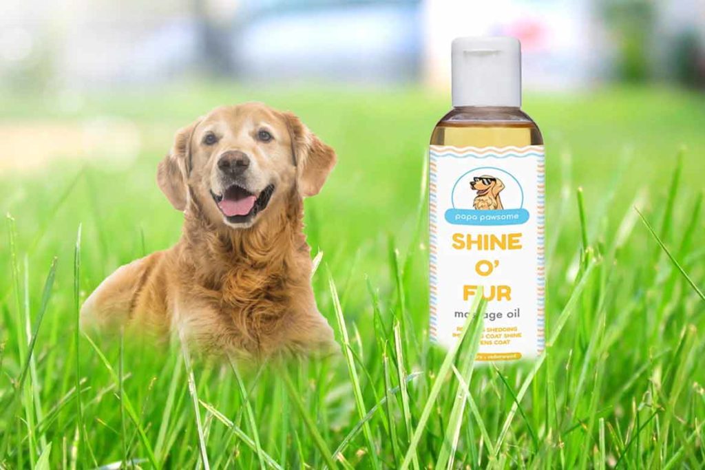 Papa-Pawsome-Shine-O