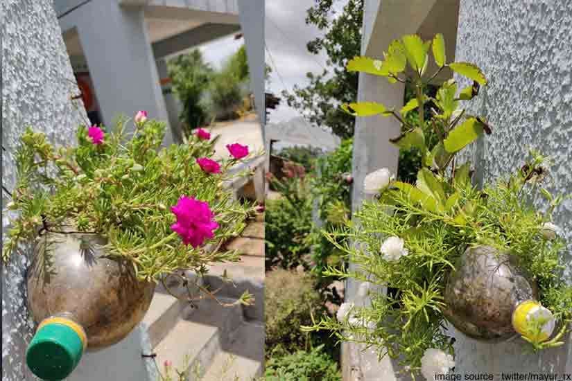 DIY Bottle Garden