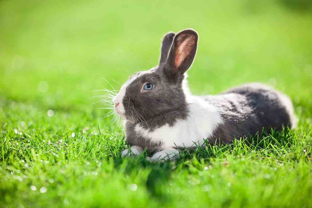 Pet Friendly Artificial Grass