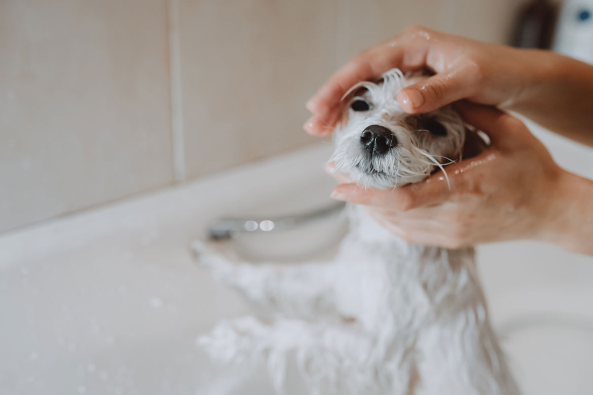 how to groom a dog at home dog grooming